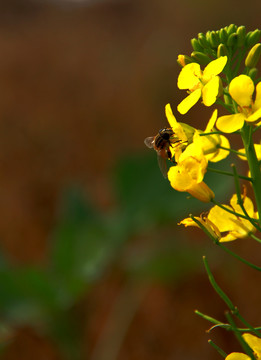 蜂花戀