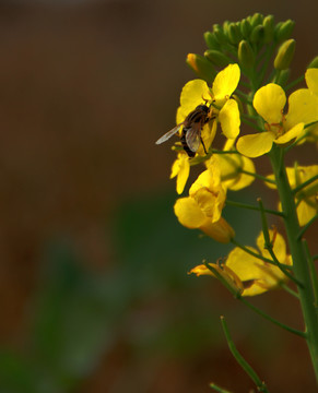蜂花戀