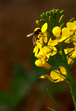蜂花戀