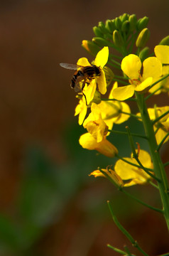 蜂花戀