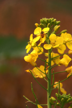 蜂花戀