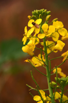 蜂花戀