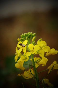 蜂花戀