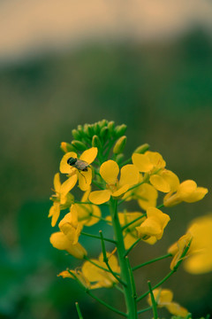 蜂花戀