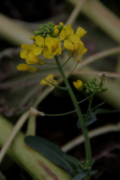 油菜花