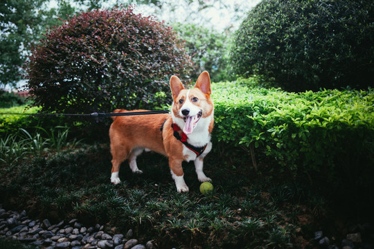 狗