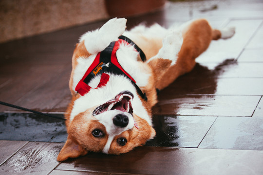 狗