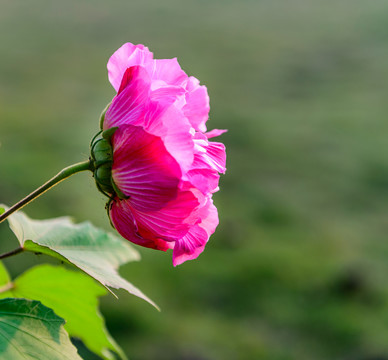芙蓉花