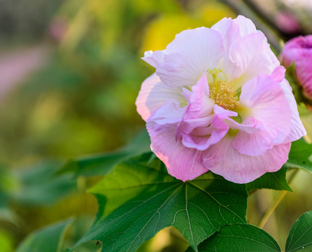 芙蓉花