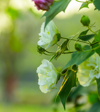 芙蓉花