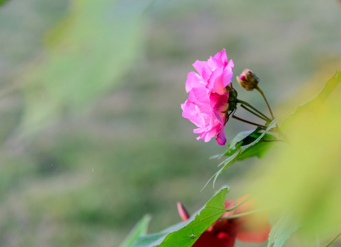 芙蓉花