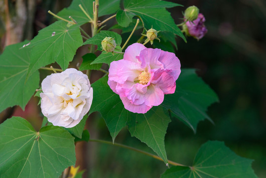 芙蓉花