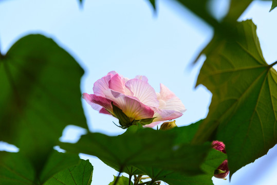 芙蓉花