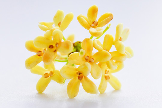 桂花高清