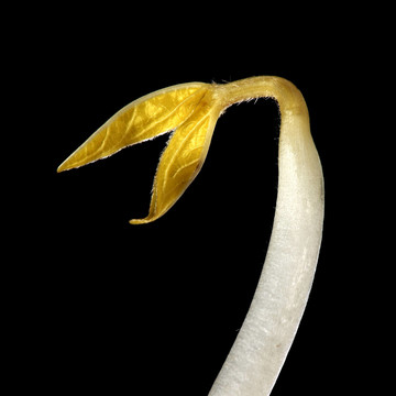 生活