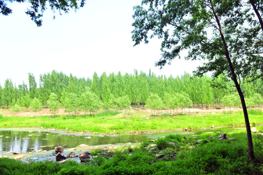 夏日小河邊