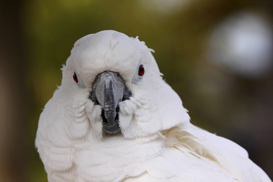 寵物鳥