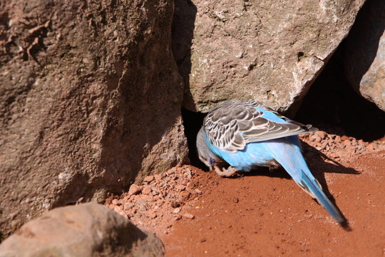 寵物鳥