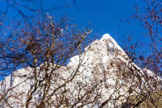 樹枝背景 四姑娘山幺妹峰大雪山