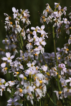 幾乎verblhtes meadowfoam