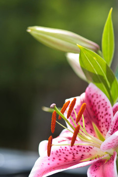 lilienblte