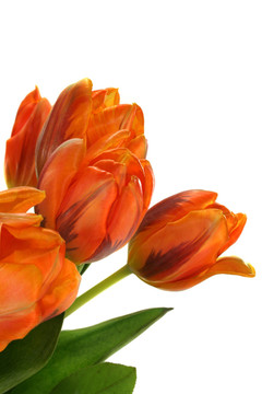 tulpenstrau