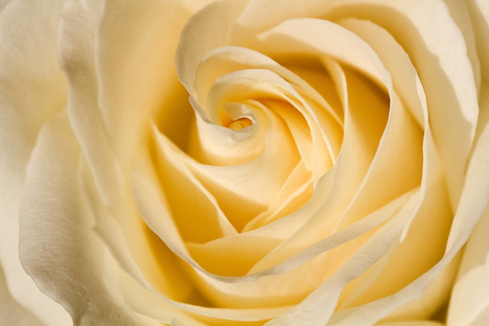 rose closeup
