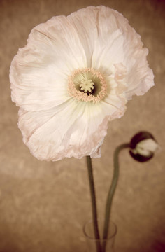 花卉