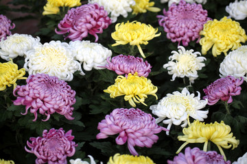 菊花 菊花素材 菊花背景 特寫