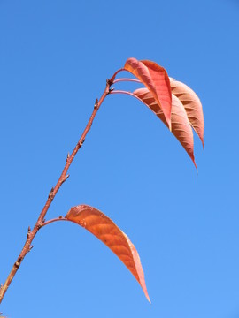 紅葉
