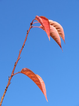 紅葉
