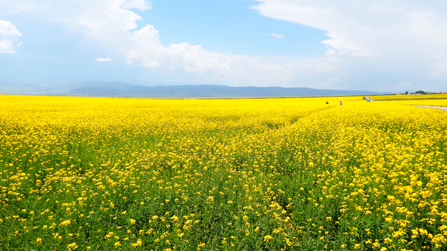 油菜花