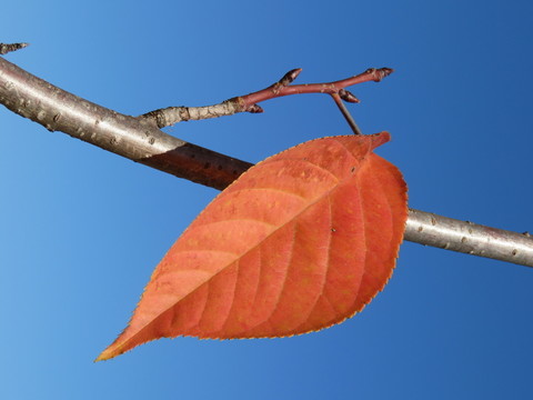 紅葉