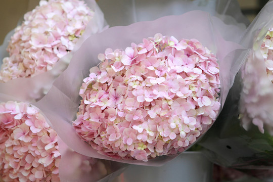 繡球花
