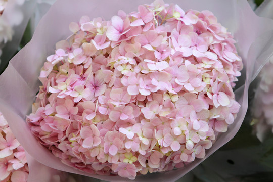 繡球花