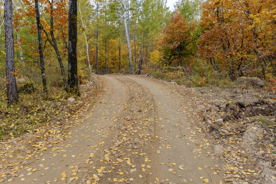 秋季林區(qū)山路