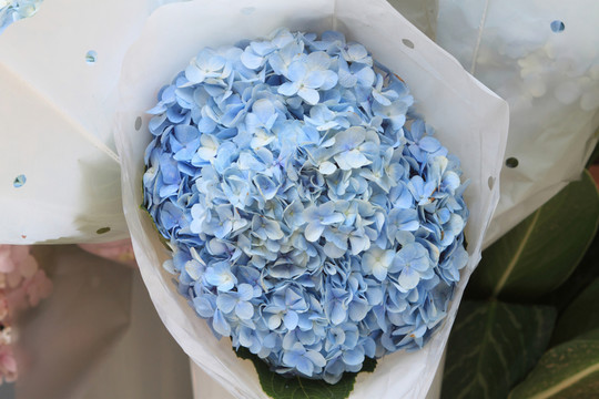 繡球花