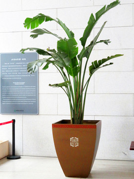 盆花