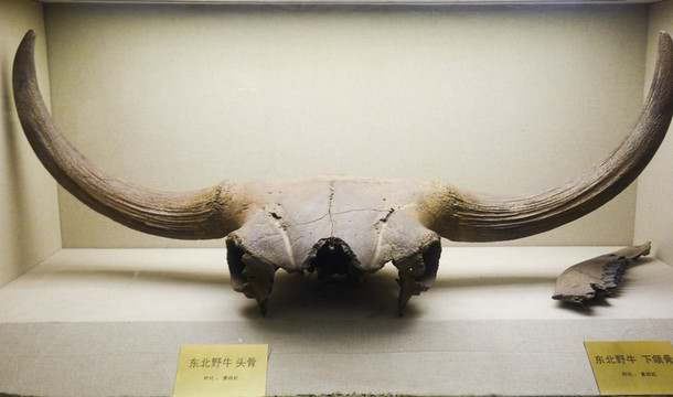東北野牛頭骨