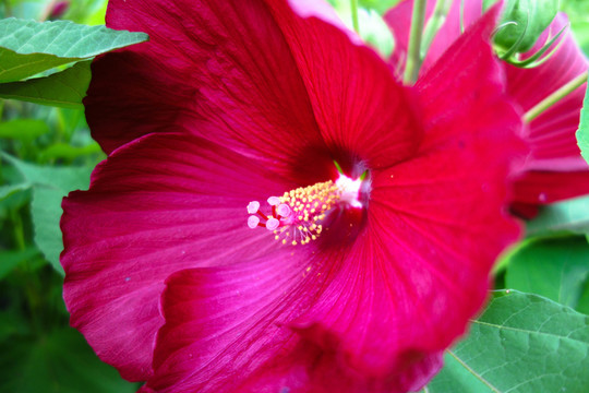 芙蓉葵