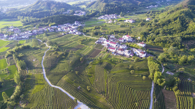 俯瞰堯田最美茶園