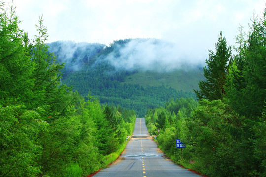 綠色林海山路