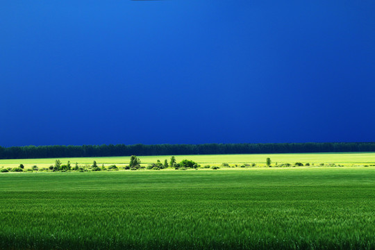 绿色的麦田风景