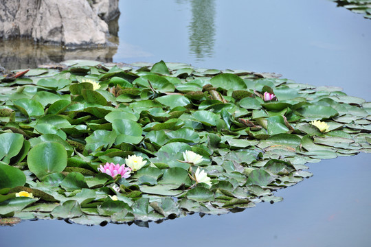 池塘荷花