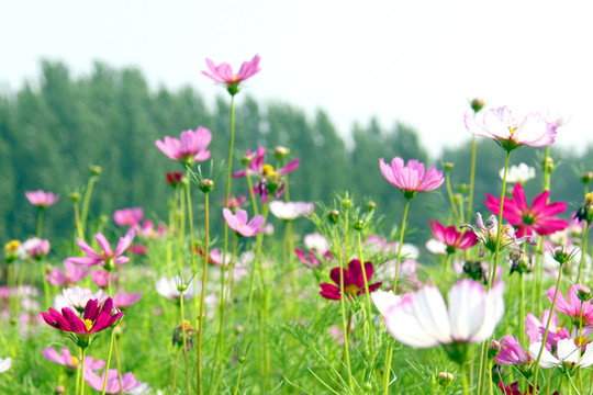 花海  花田