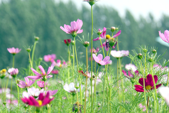 花草背景 花叢