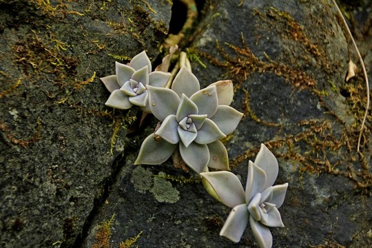 奮起湖