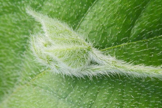 植物葉莖