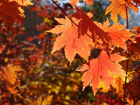 紅葉