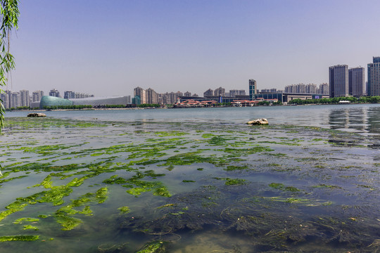 金雞湖